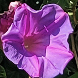 アサガオの写真